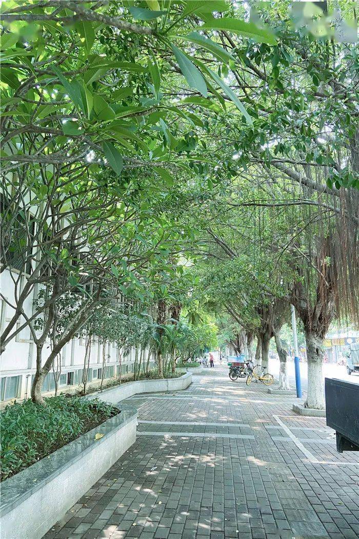 去顺德这些清凉小道!你家附近或许有!_林荫