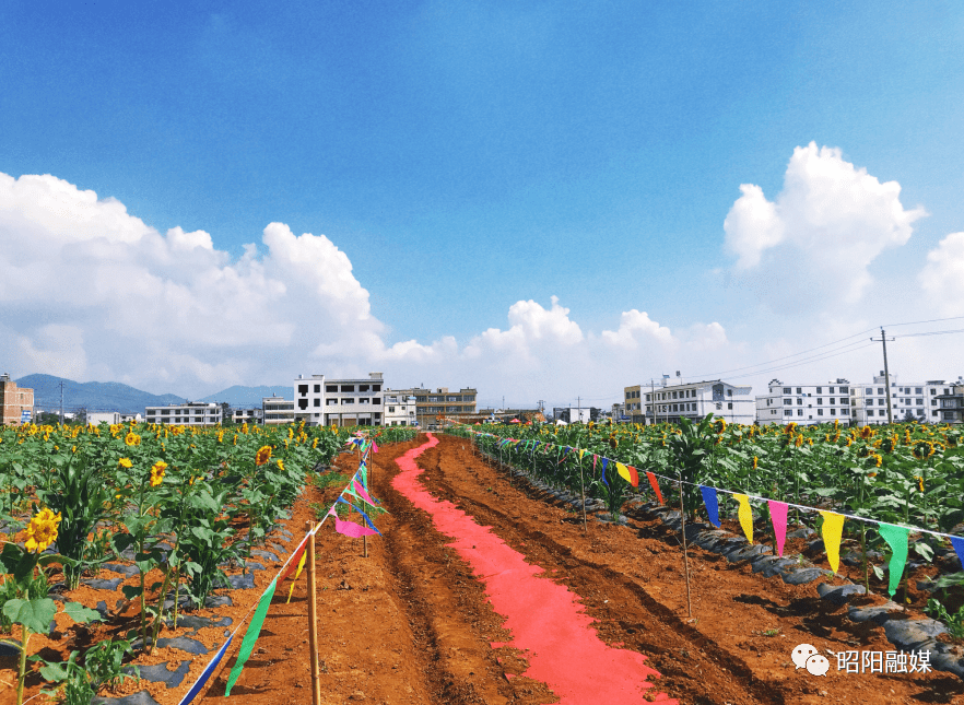 来永丰镇元龙村看向日葵灿烂盛放