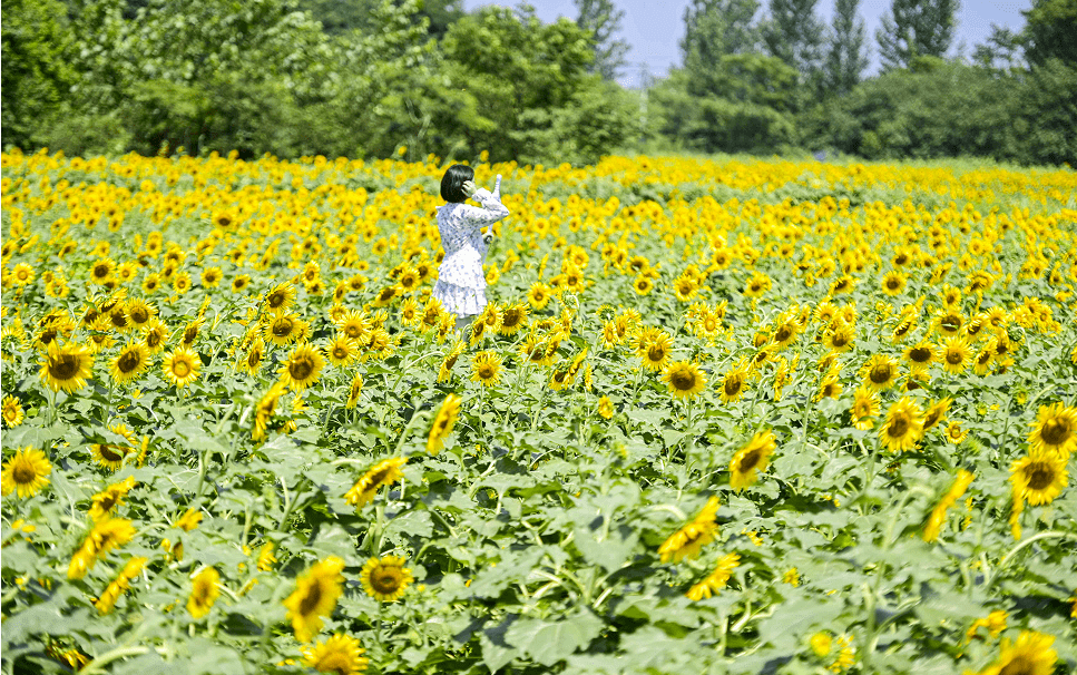 又一拍照胜地！扬州这片300亩向日葵花海盛开