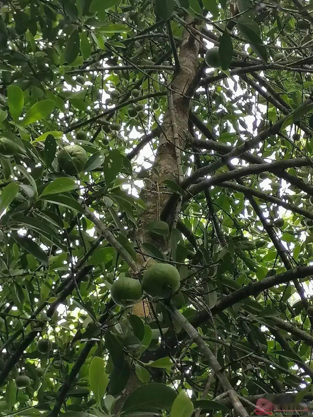 很多人认为只有泰国才有山竹,其实,北流的乡下,如六靖镇,清湾镇,石窝