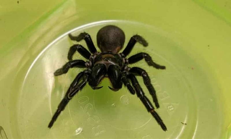 研究发现世界最毒蜘蛛毒液能阻止 头号杀手 心脏病发作致死 漏斗
