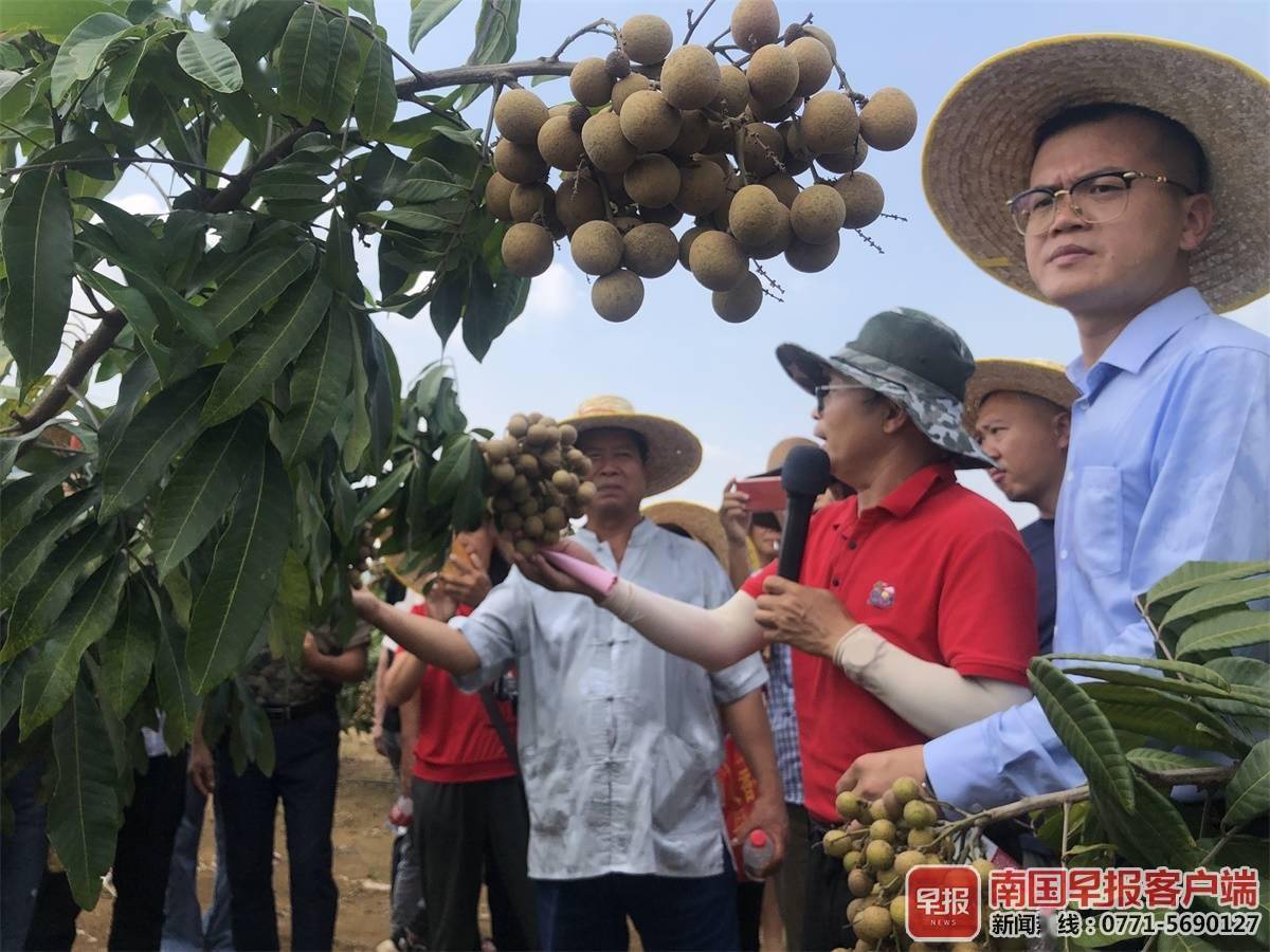 果大脆又甜！本地早熟龙眼“桂丰早”上市价格在12元公斤左右(图2)