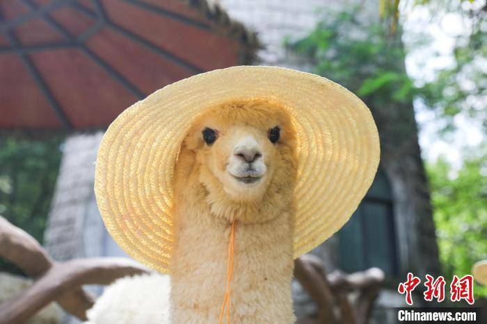 "羊驼草帽杀"吸引游客的目光. 陈怡婷 摄