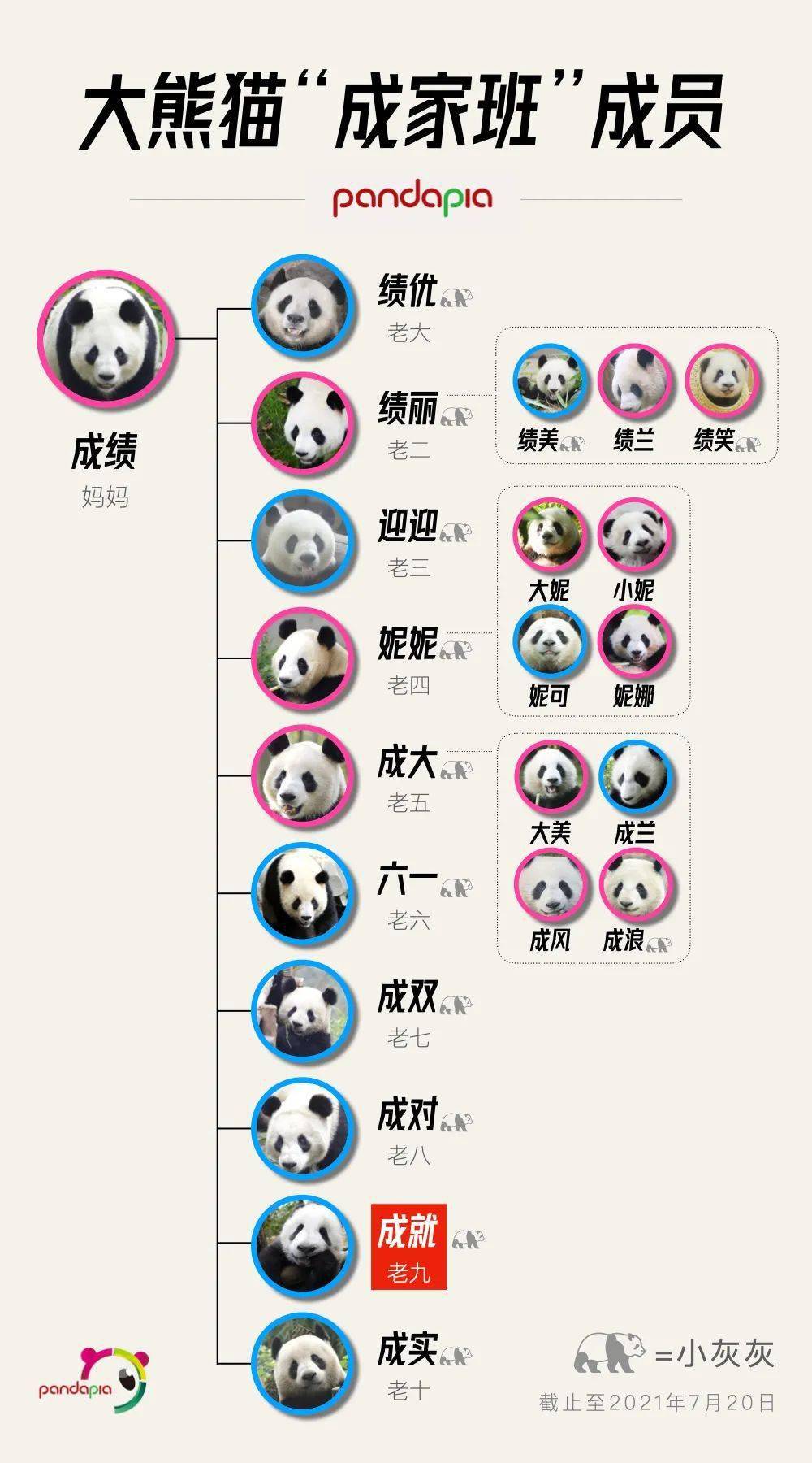 大熊猫介绍表格图片