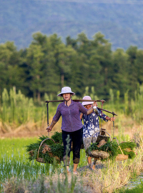 村民在挑运晚稻秧苗