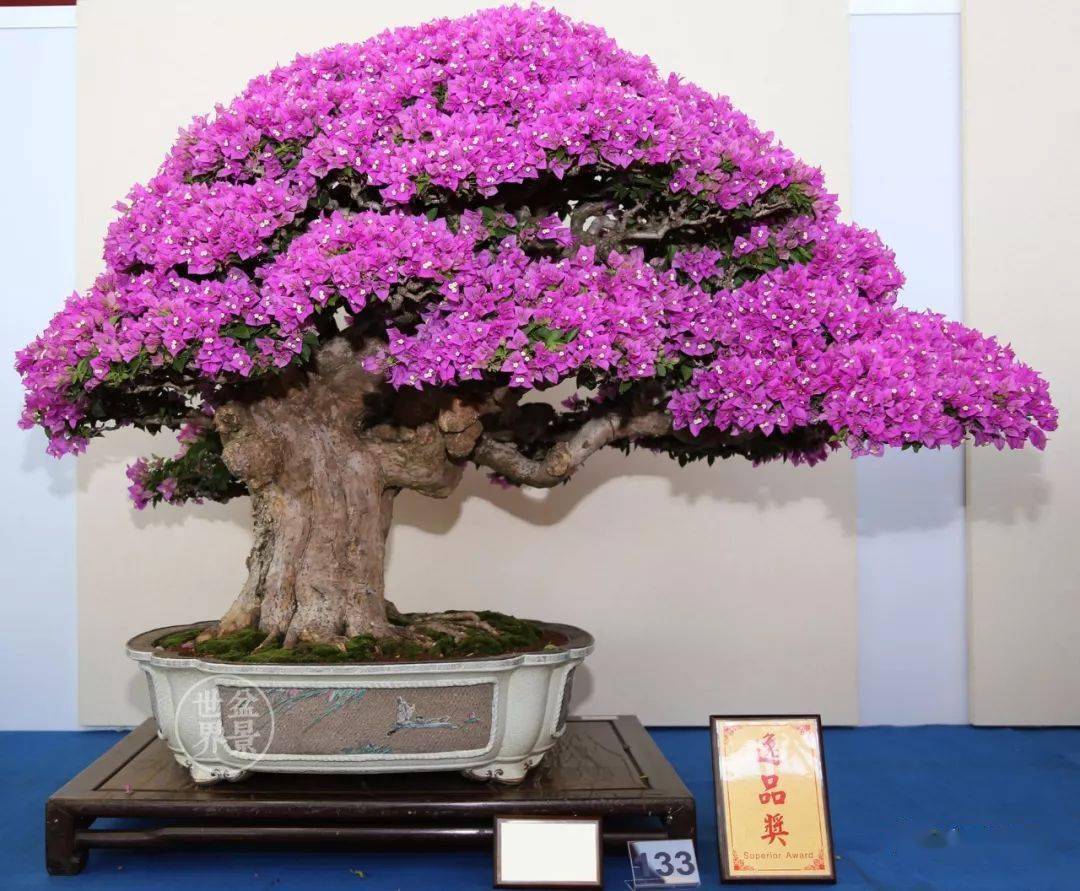 大红大紫,喜庆!_cm