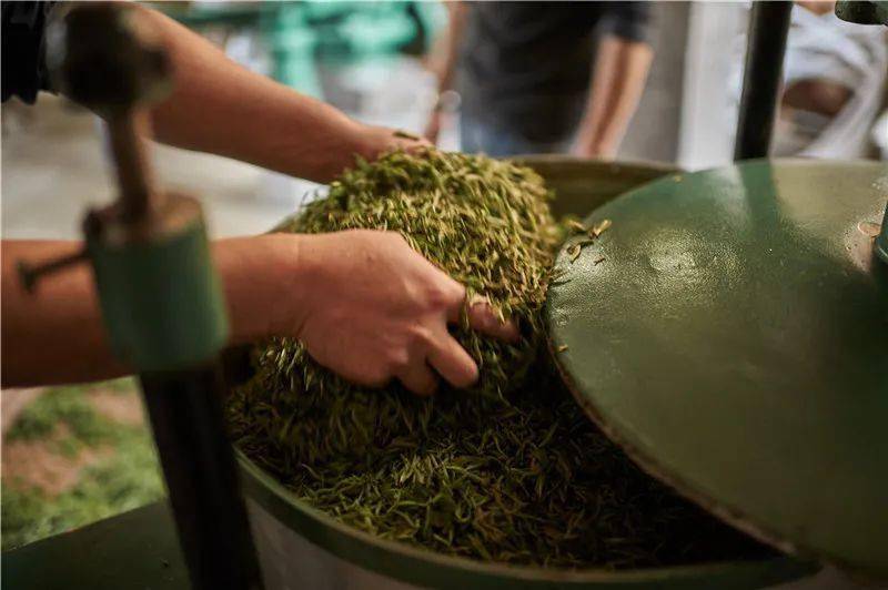 茶科普祁红part1祁门工夫红茶初制加工工艺