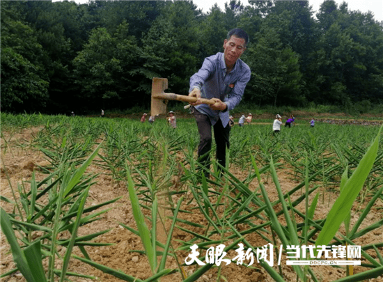 返乡 姜 军 带领村民做强姜产业 生姜