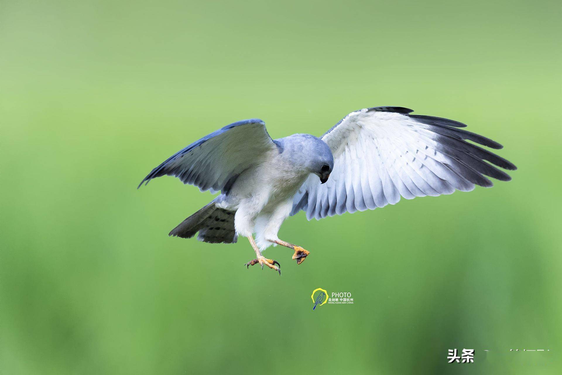 赤腹鹰又名鸽子鹰杭州翁剑敏摄影