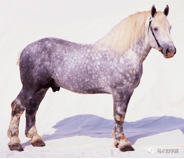 佩尔什马从战马到工作马