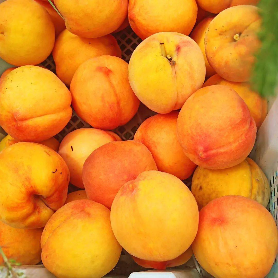 无黄桃不夏天丨东温泉的锦绣黄桃新鲜上市啦_peaches