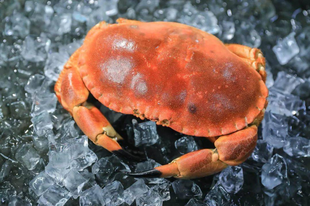 绿色本源爱尔兰海鲜,助力"食戟之最"诞生!