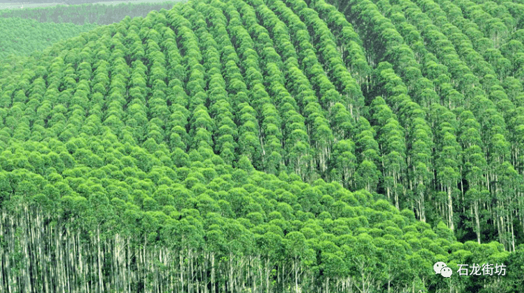 关于速生桉能不能种,怎么种?国家林草局回复了_桉树