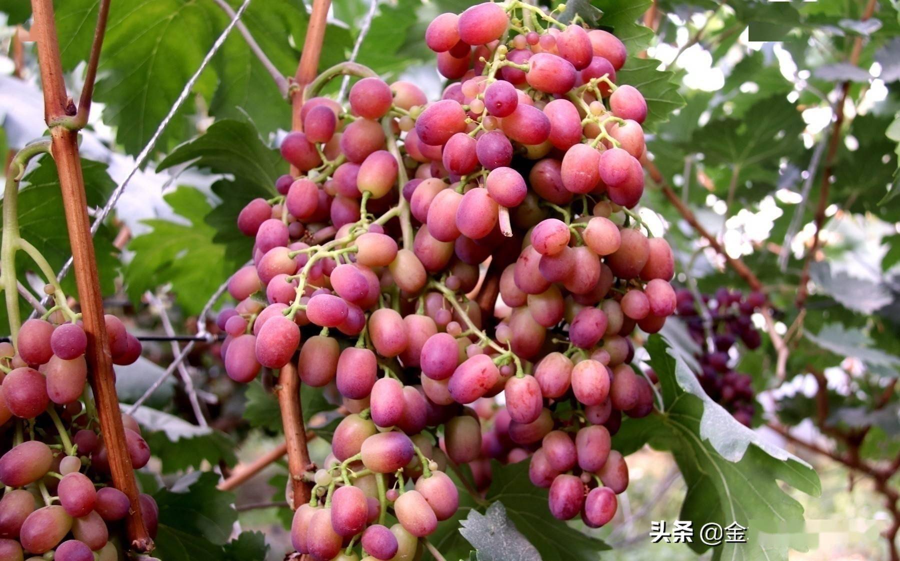 「农民丰收」酒泉市金塔县:葡萄成熟香满园_紫如