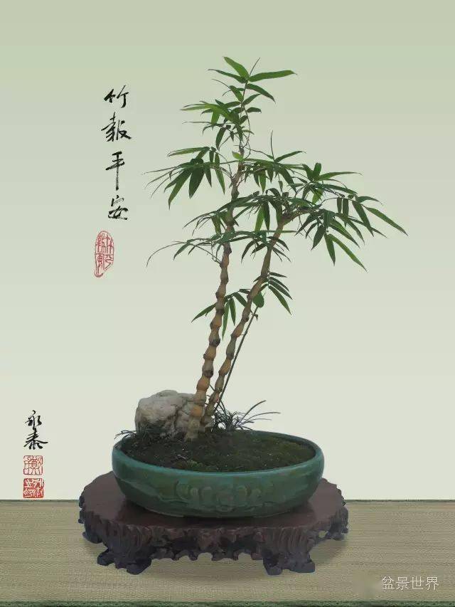 郑永泰大师教你做竹子盆景