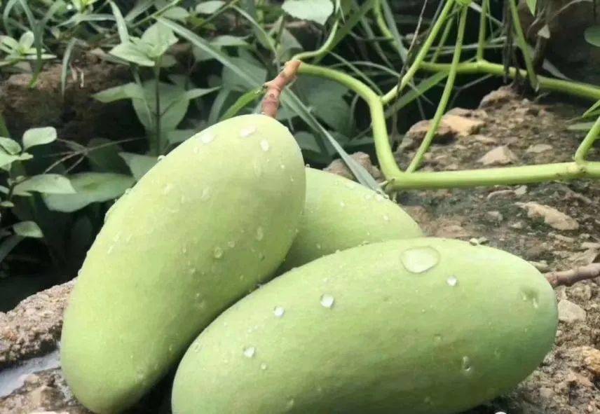 现在下单还有特别福利呢 1000张芒果节音乐门票限量发放 戳图片立即