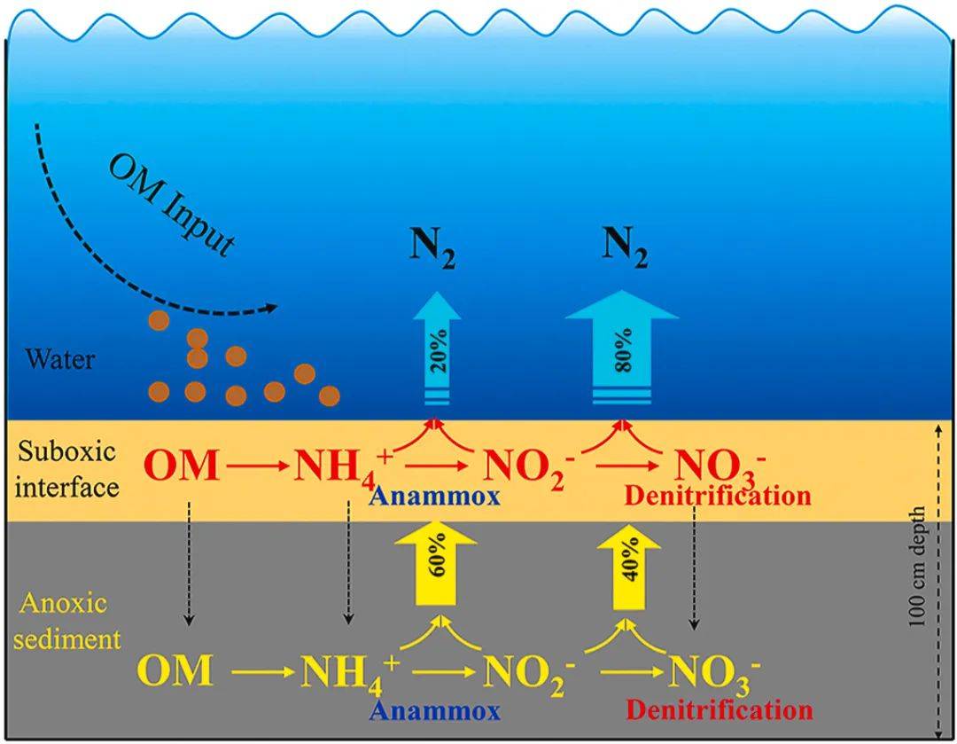 本研究結合15n同位素標記誘導實驗,定量聚合酶鏈反應(qpcr)和高通量