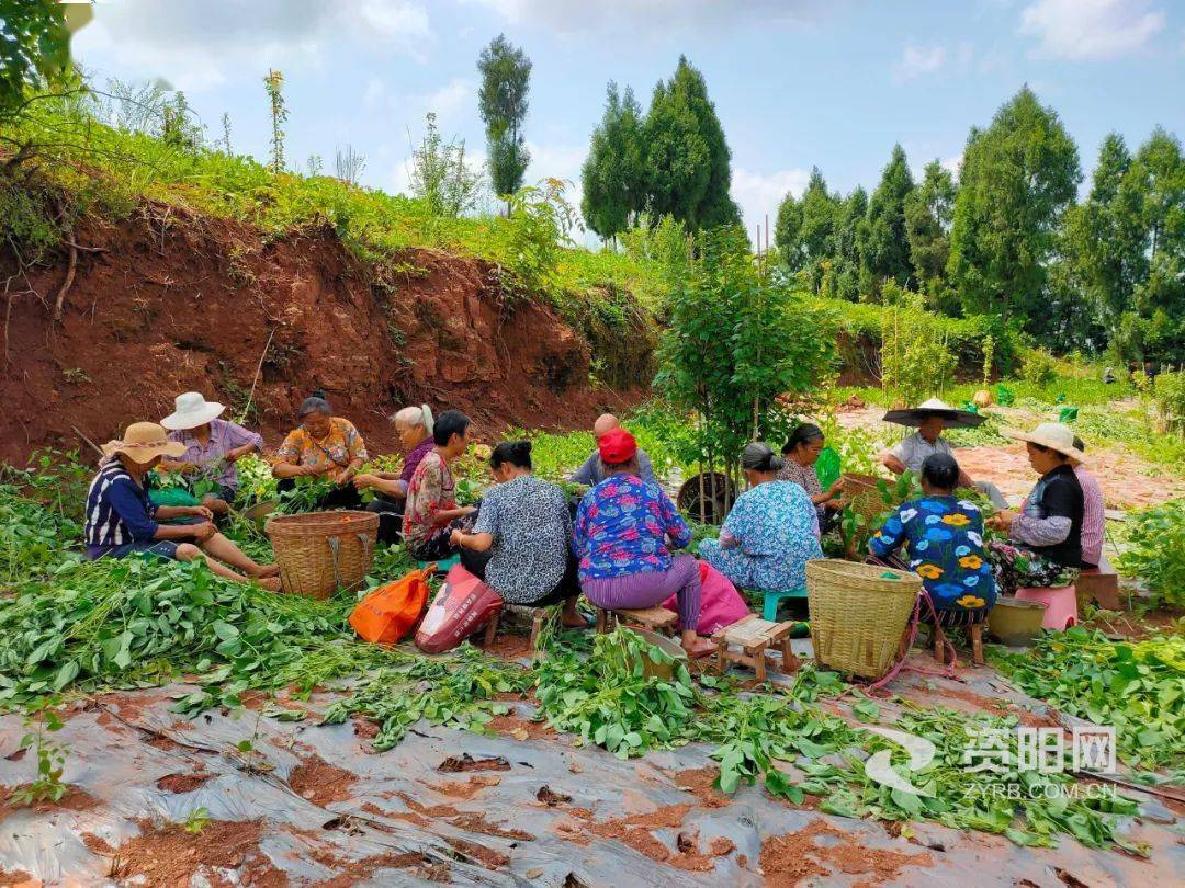 资阳这个村流转荒地上千亩,如今变成"丰收田"