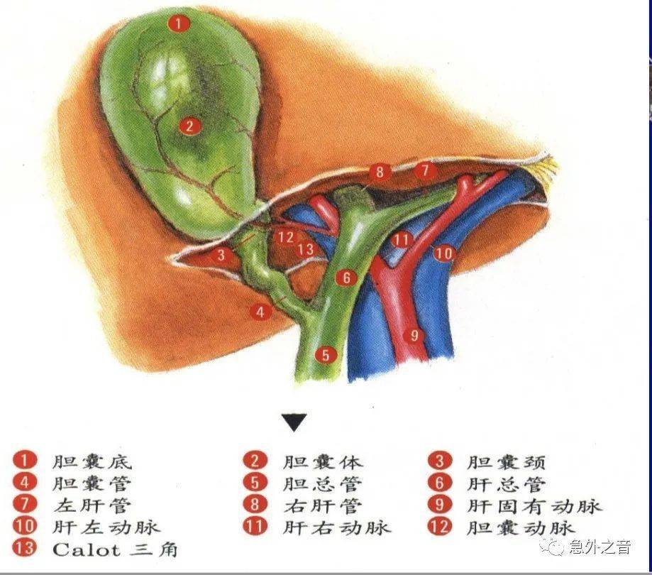 膽囊結石的健康宣教