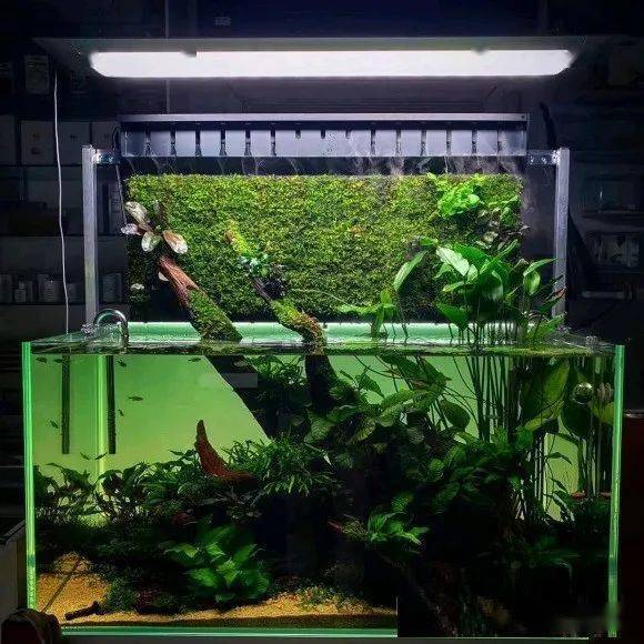 这个开缸攻略够详细 闭坑攻略 粉紫色