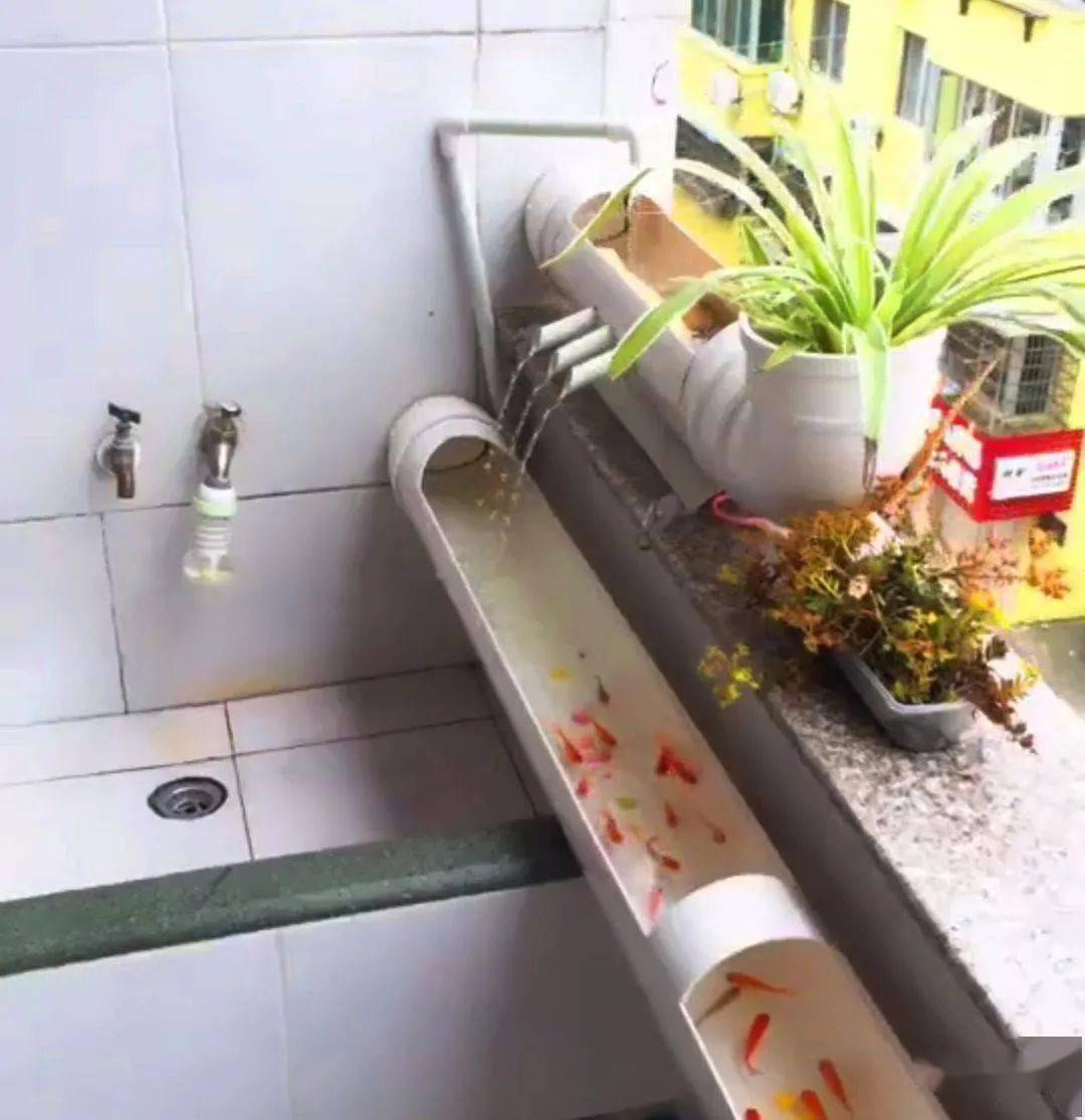 业主心痛钱在阳台上造6米长人工河养鱼比鱼缸划算多了