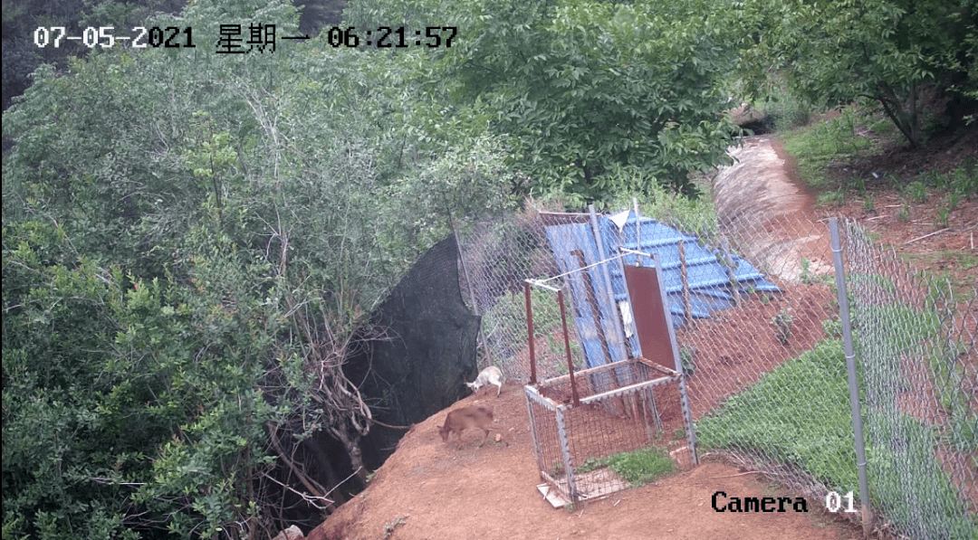 雲南非常罕見山林裡出現了一隻麂子幼崽還是通體雪白的