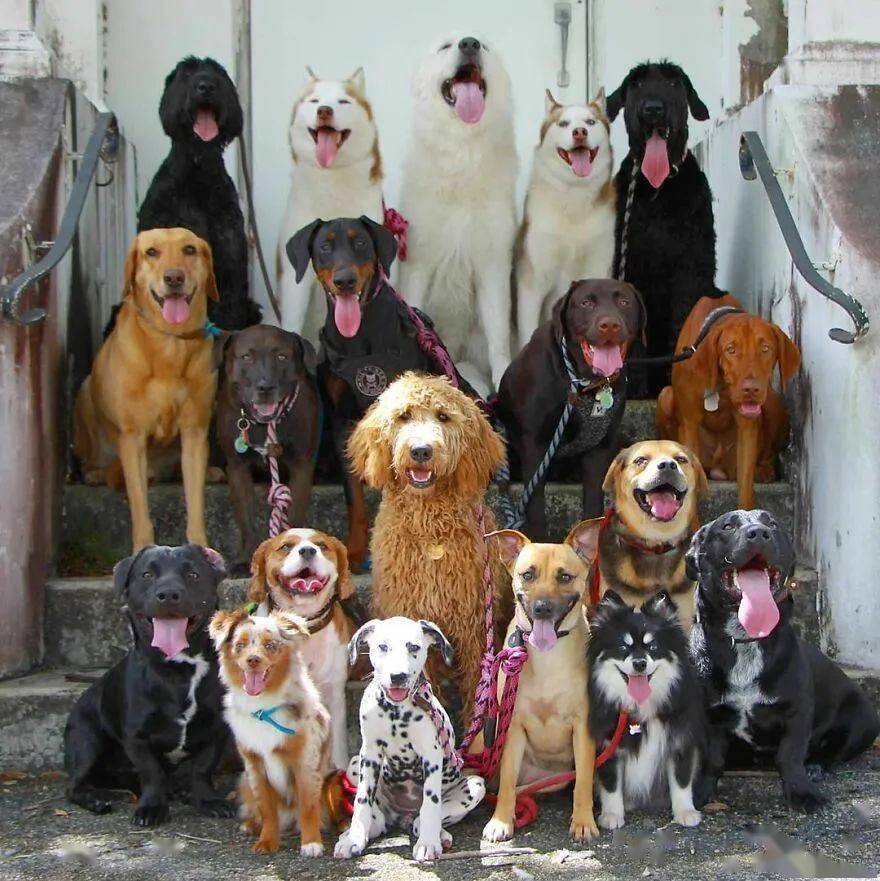几十只狗子乖乖配合拍合照,惊呆无数网友:里面居然有二哈?_狗狗