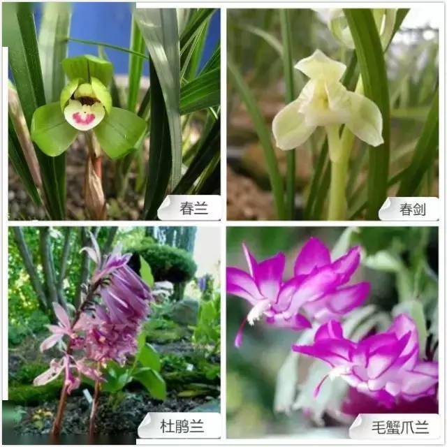 兰花植物名片图片
