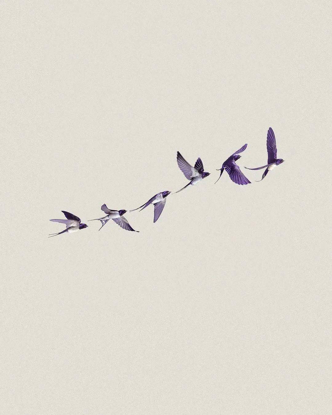 服装|灵感元素｜源自燕子的浪漫设计