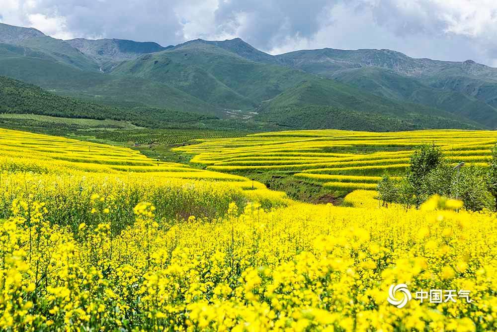 青海西宁郊外油菜花梯田 层层叠叠宛如画卷