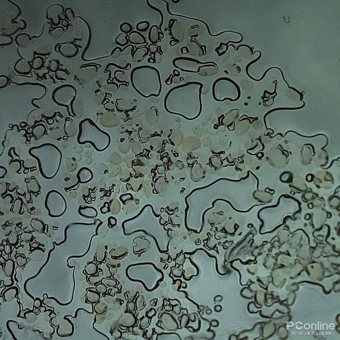 紫菜光学显微镜目镜35x 物镜60x样张沙丁鱼鱼鳞山茶花花粉蝗虫腿