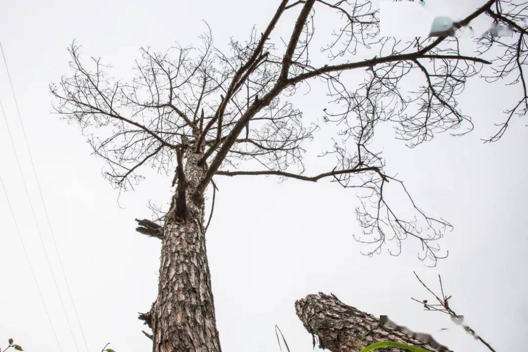 2017年11月14日,浙江省温州市三垟湿地公园这棵通体红褐色的枯死松树