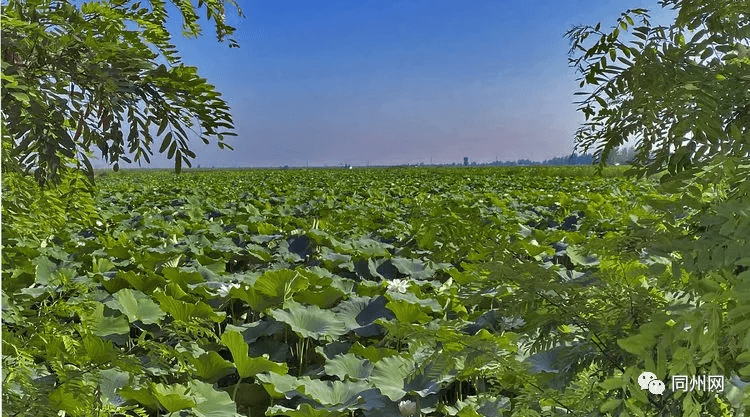 大荔黄河滩图片