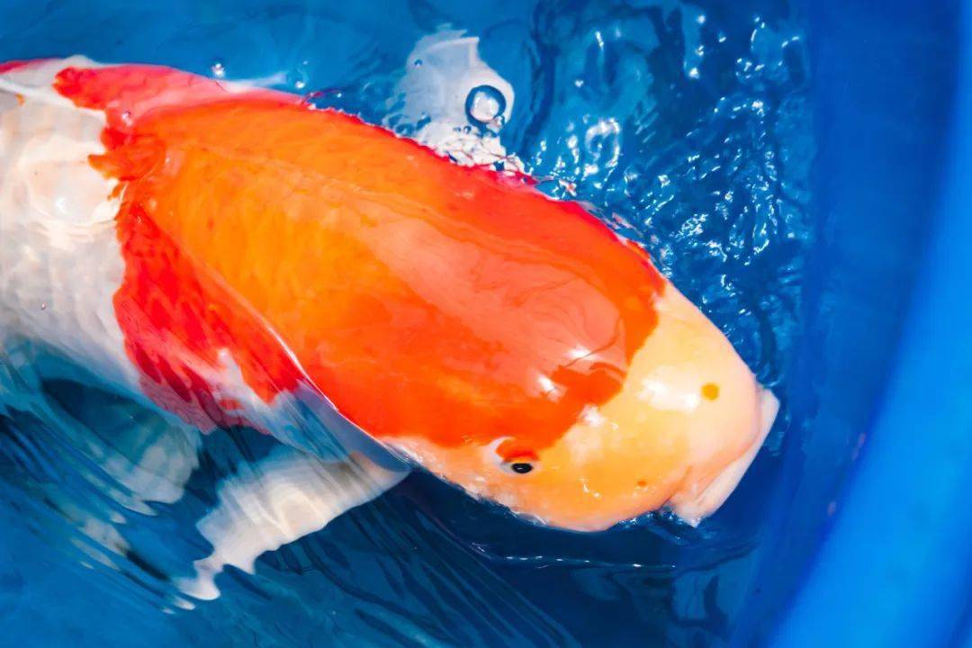 一池鱼一套房里水80后老板誓要养出中国优质锦鲤