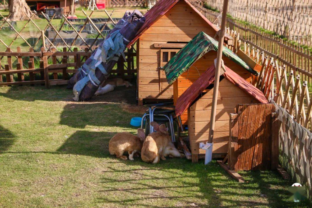 游玩地赏完了向日葵,接下来团团带大家到新增的茉莉花田,萌宠小乐园