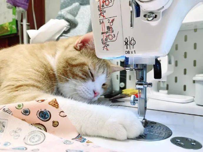 打工猫为了赚钱,累得趴在机器前