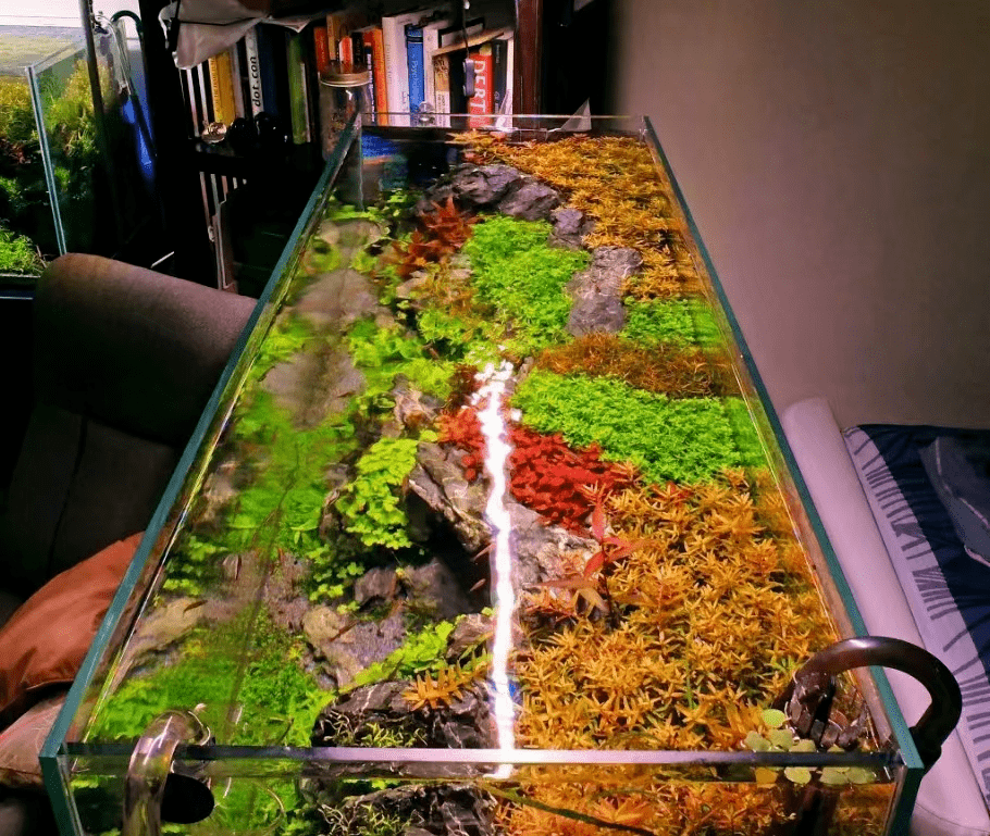 做个生态缸吧!把"大自然"搬回家