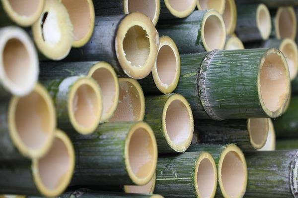 双牌何家洞镇赋能竹资源做强竹产业