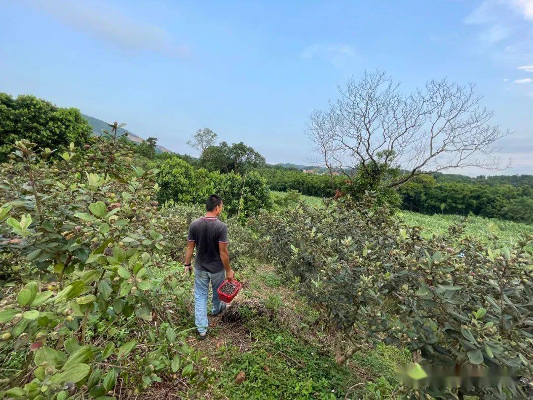 稔子园负责人骆世杰告诉记者,他们这一代小时候没有