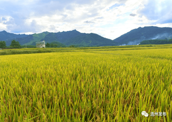 连州12万多亩早稻迎丰收_水稻