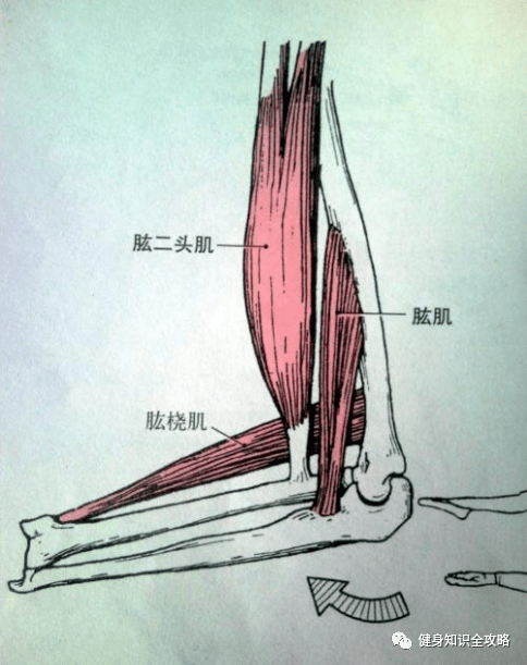 肘关节屈,上臂向前靠拢止点:尺骨粗隆起点:肱骨前面部下半部分肱肌