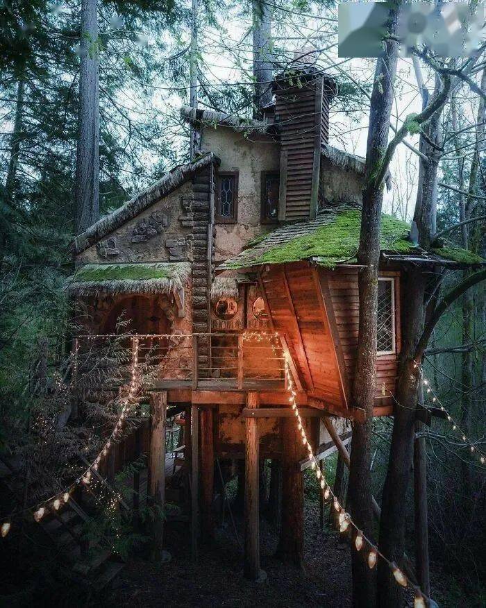 位于挪威北部的海滩上雨林中的小屋在森林里中国杭州现代树屋似乎是很