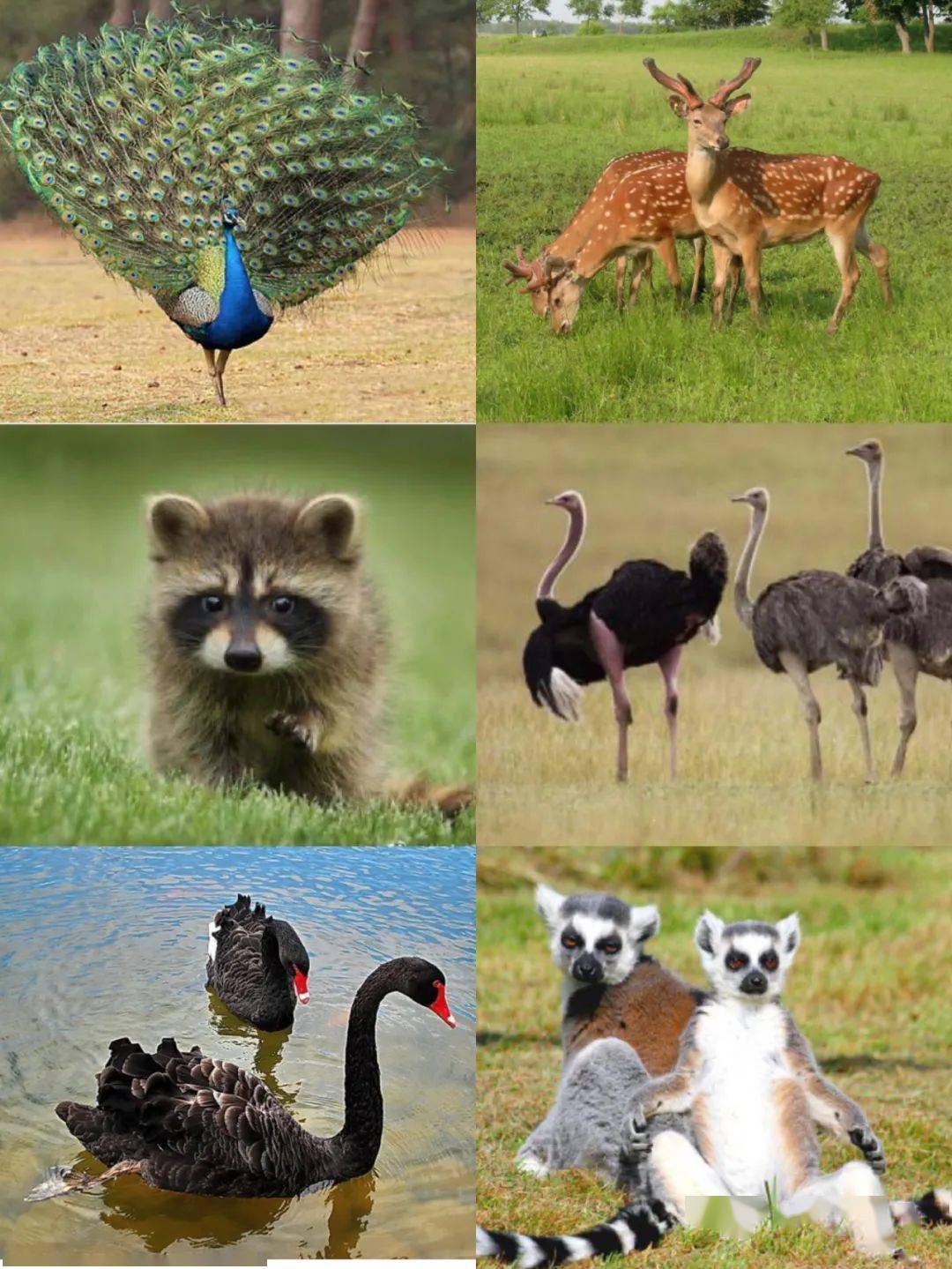 西北首家千亩植物迷宫盛装亮相金昌藏着游乐场休闲烧烤动物观赏