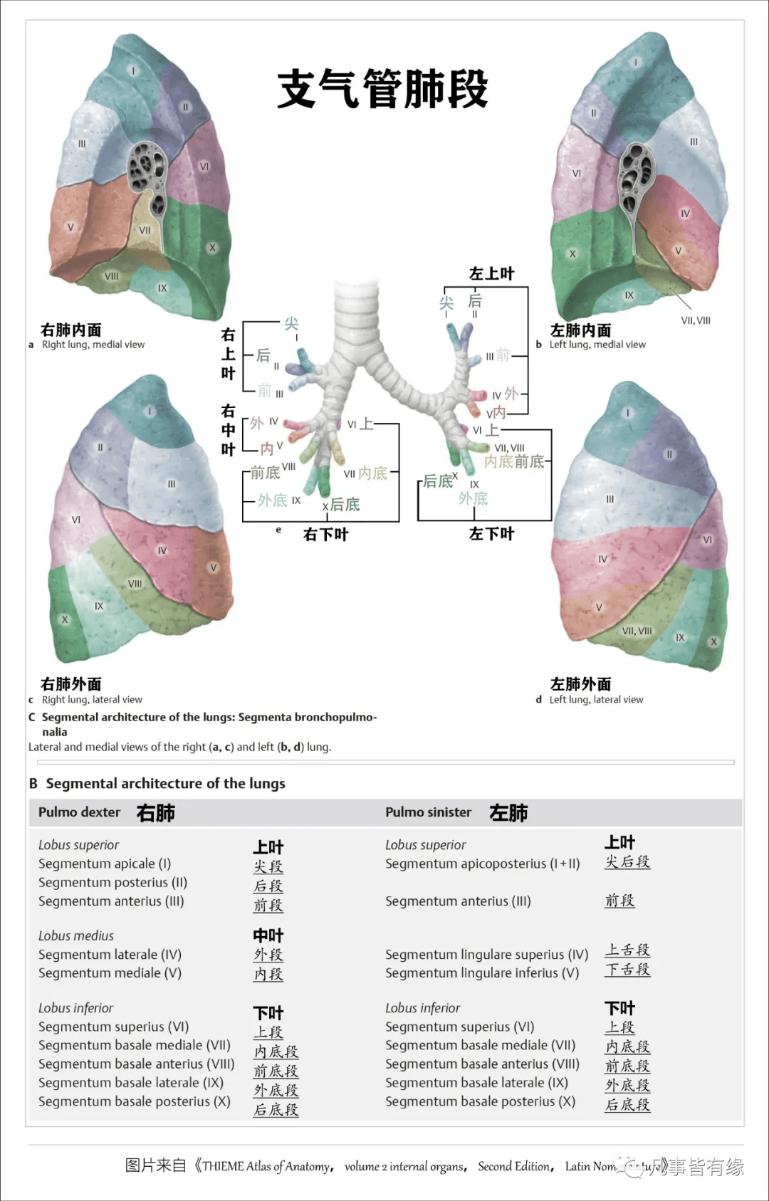 牛肺解剖图图片