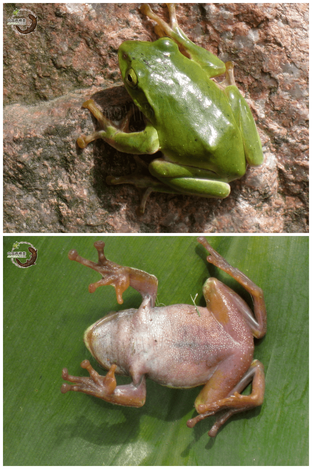 千万别吃波!_树蛙