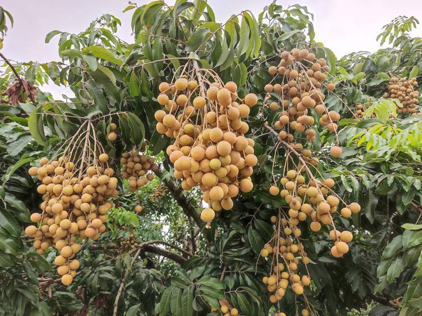 广西平南县富硒石硖龙眼喜获丰收