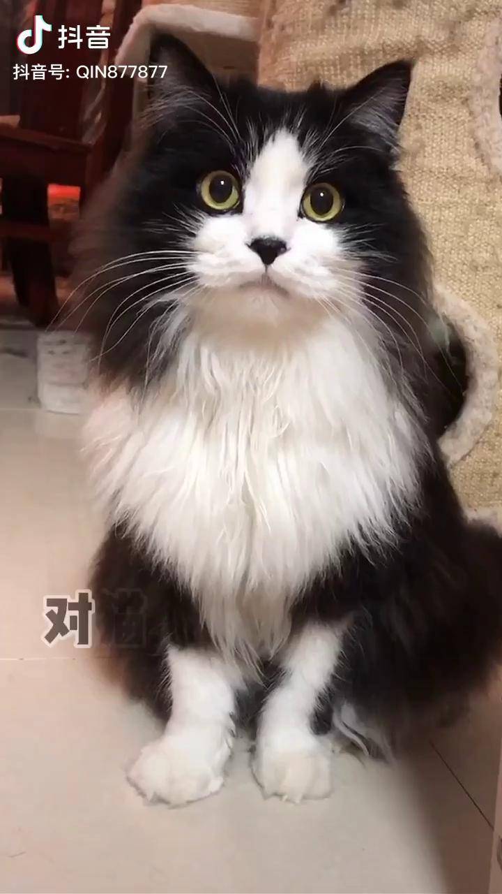 中国本土长毛猫图片