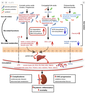 肠道|[文献分享]宏基因组+代谢组解析肠道菌群影响人类和啮齿动物的肾衰竭的作用机制