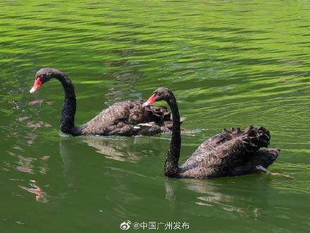 天鹅湖|越秀公园有个“天鹅湖”？黑天鹅、鸿雁“搬家”越秀山啦