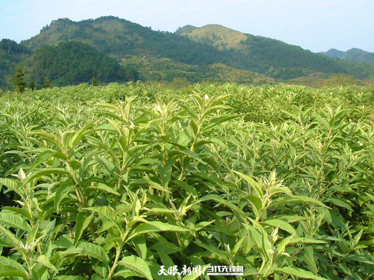 具有抗多种流感病毒作用,贵州药企联手高校研发广谱抗病毒民族药